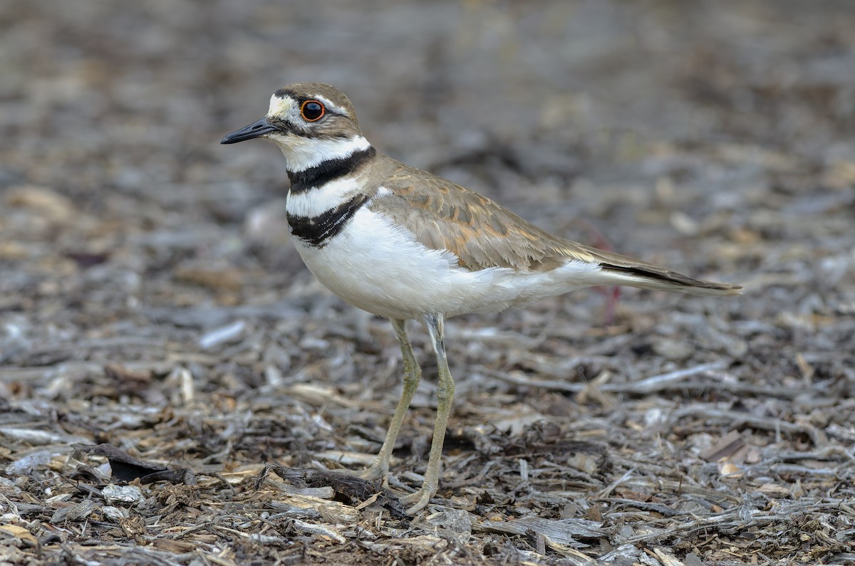 Killdeer - ML646073615
