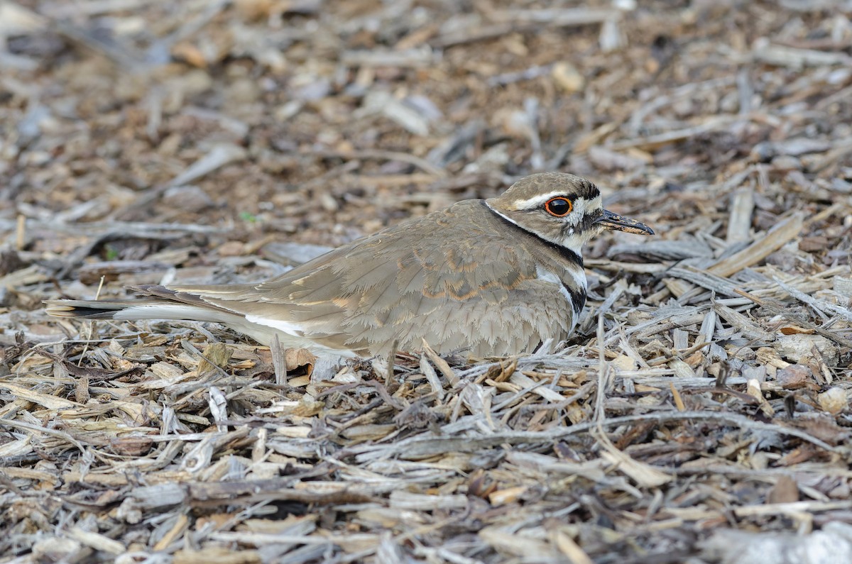 Killdeer - ML646073616