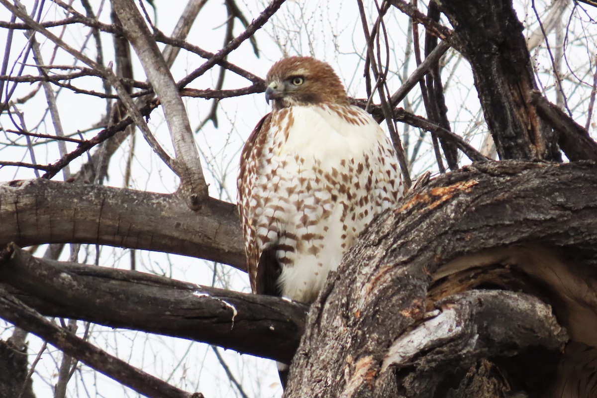 káně rudochvostá - ML646073619