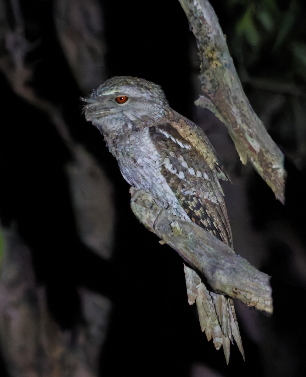 kjempefroskemunn - ML646073620