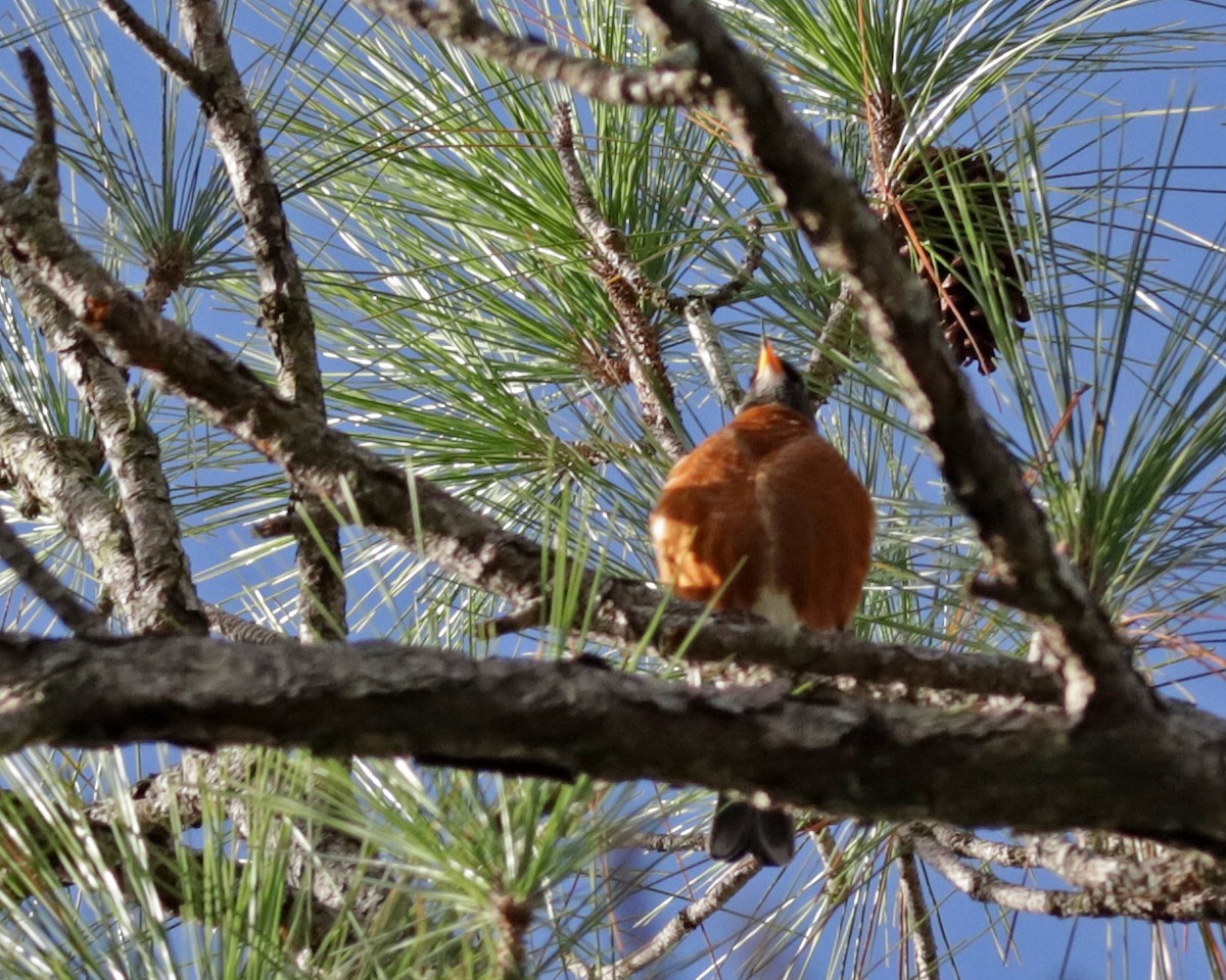 American Robin - ML646073623