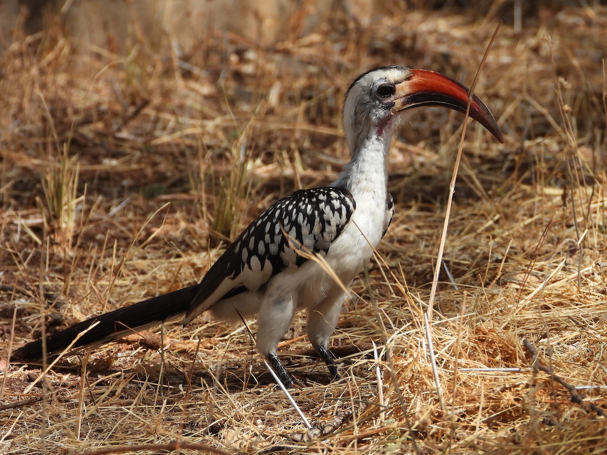 Calao à bec rouge - ML646073630