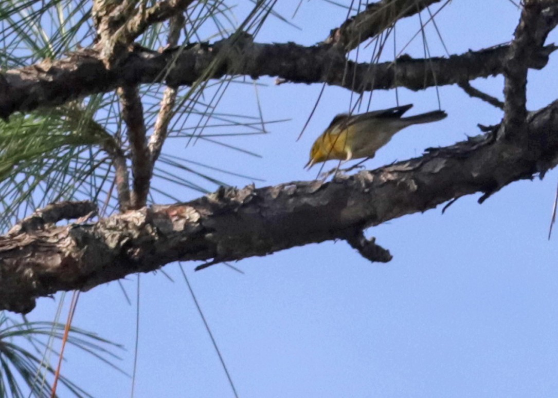 Reinita del Pinar - ML646073633