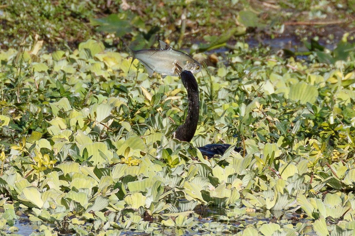 נחשון אמריקני - ML646073636