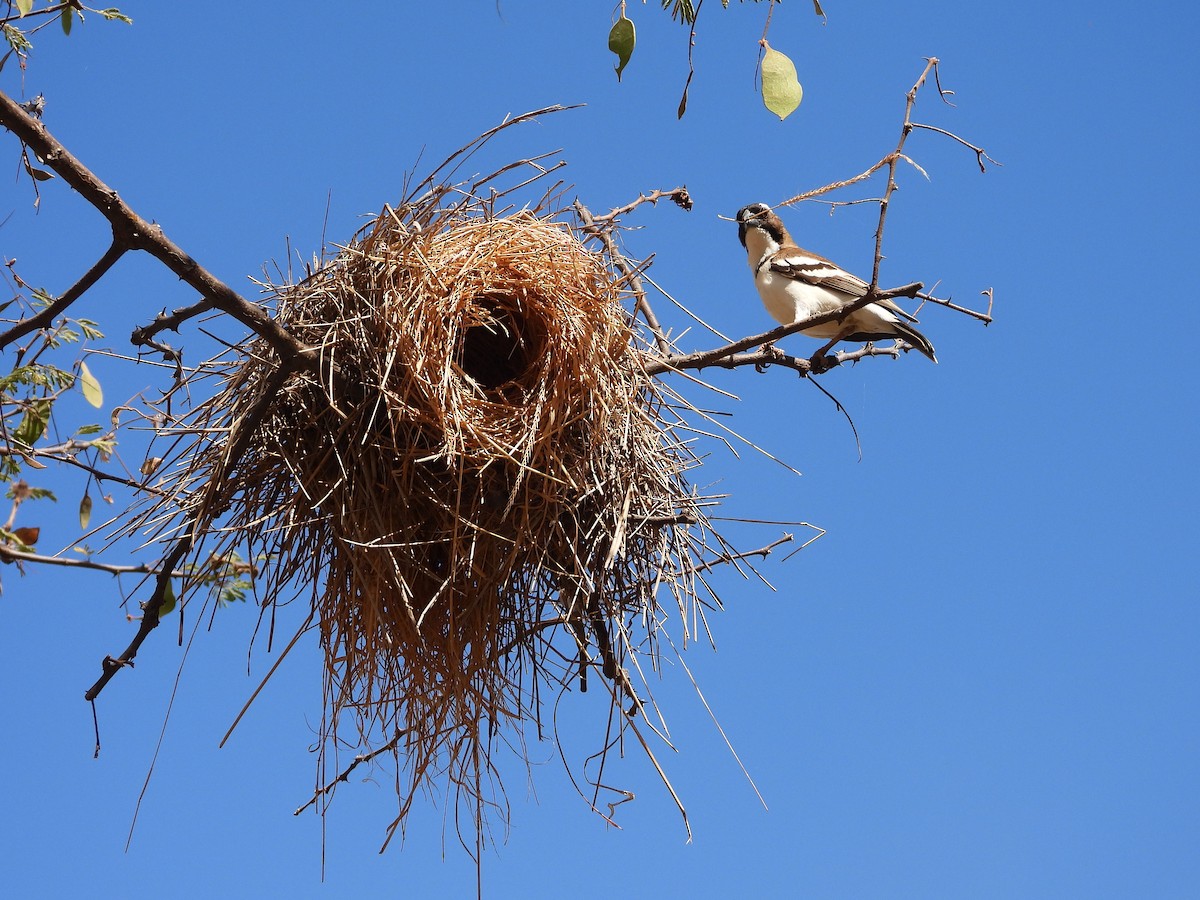 Mahali à sourcils blancs - ML646073639