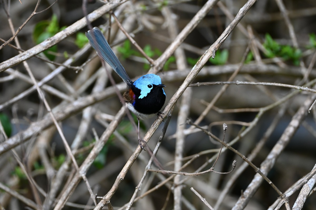 Mérion de Lambert - ML646073648