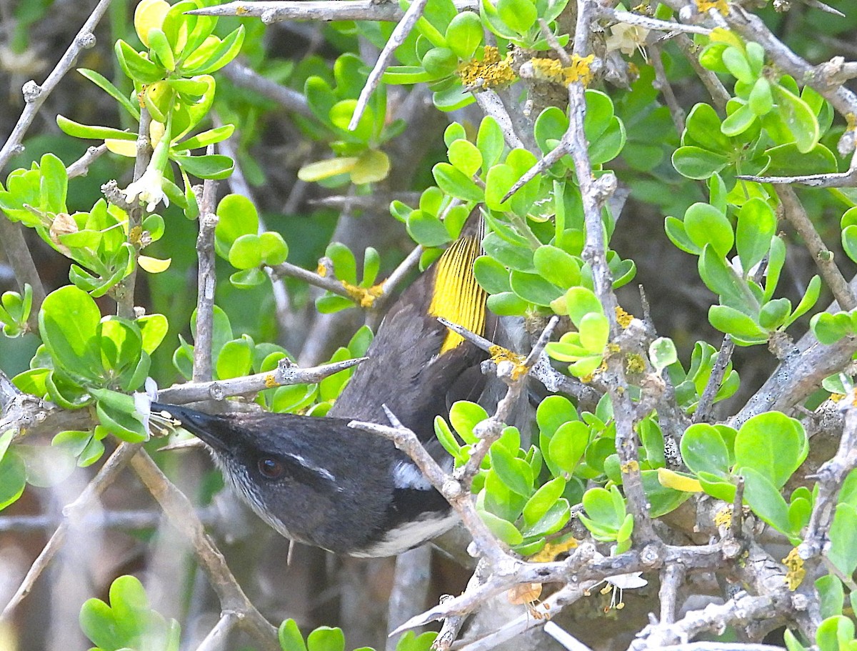 Méliphage à croissants - ML646073649