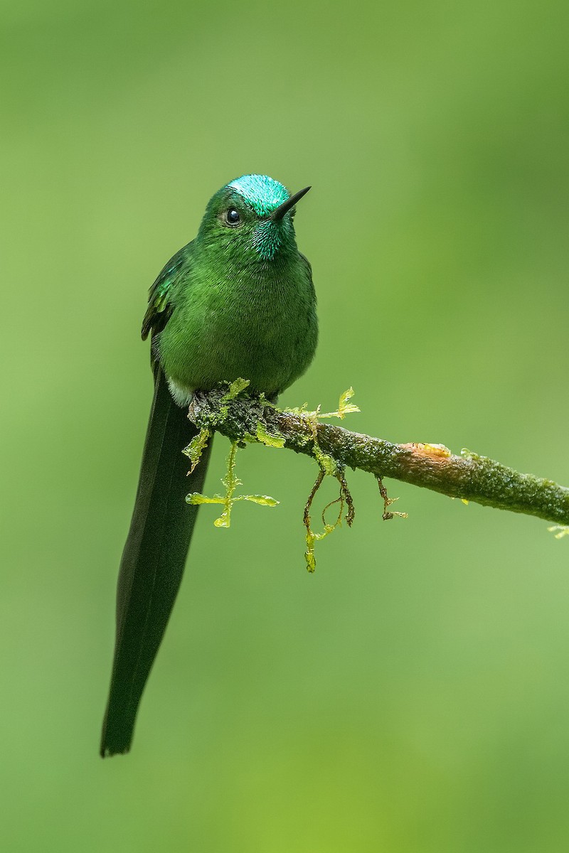 Sylphe à queue d'azur - ML646073655