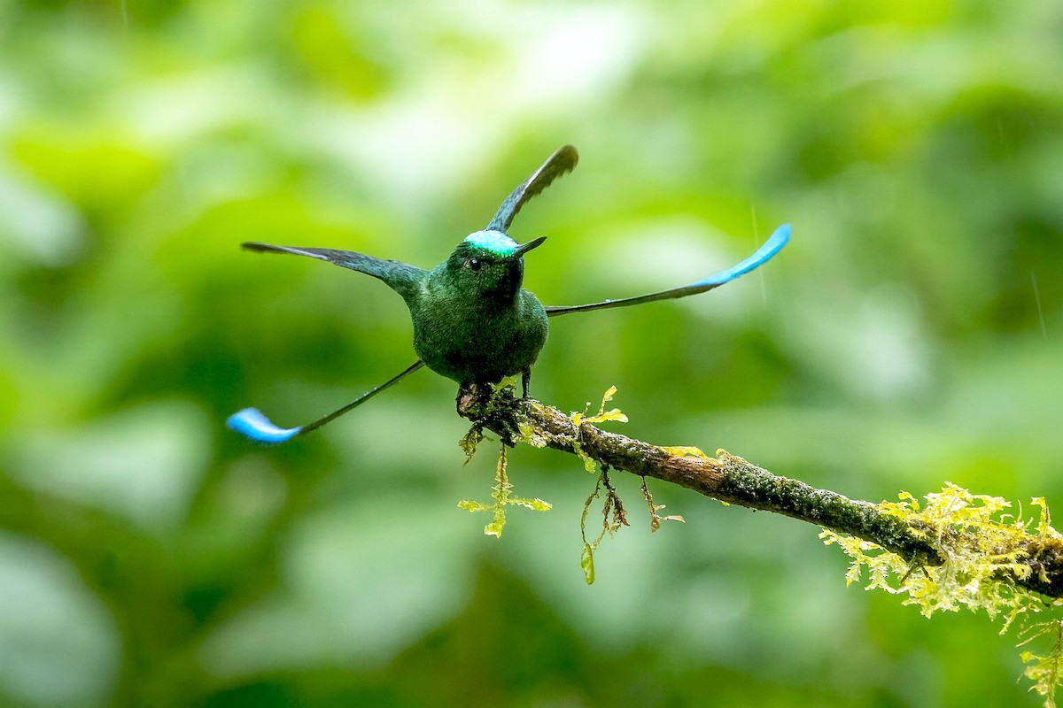 Sylphe à queue d'azur - ML646073656
