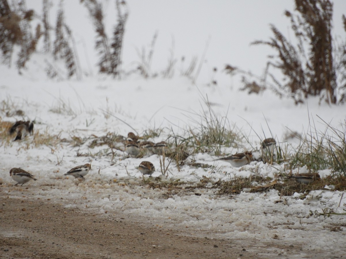 Snow Bunting - ML646073658