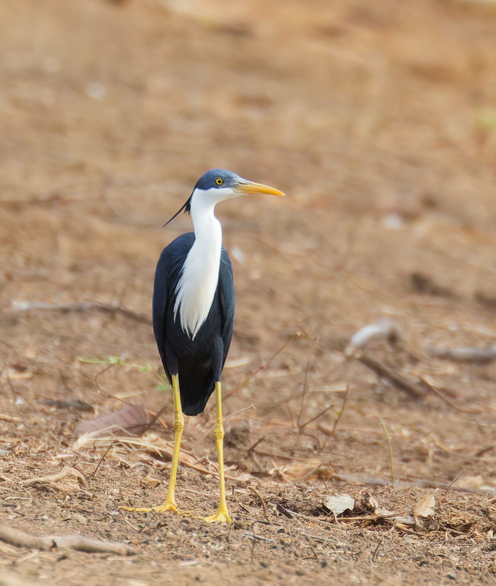 Aigrette pie - ML646073659