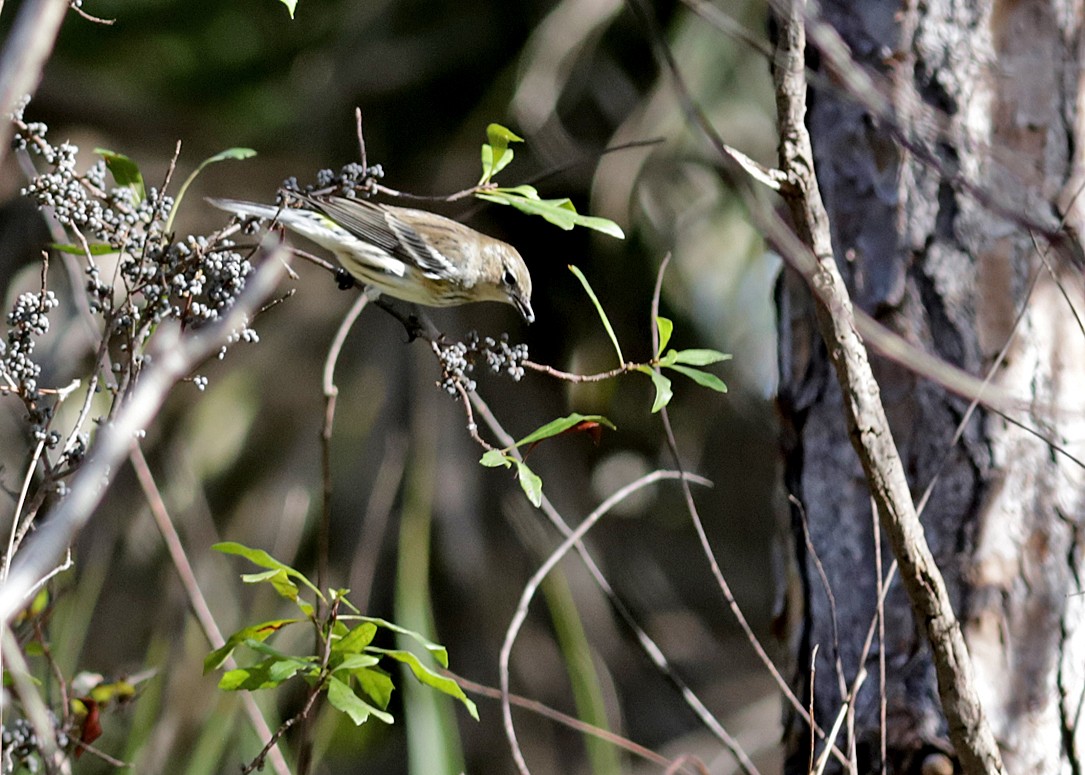 Paruline à croupion jaune - ML646073660