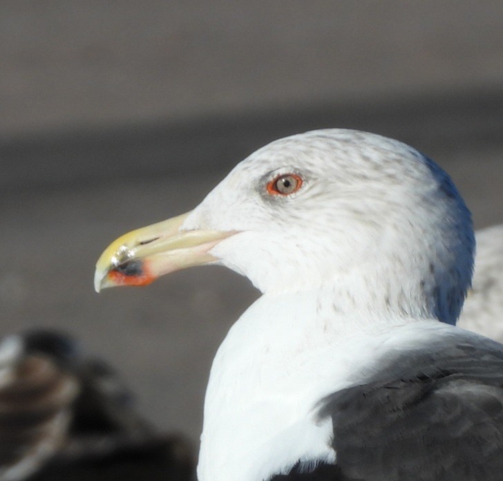 Goéland marin - ML646073661
