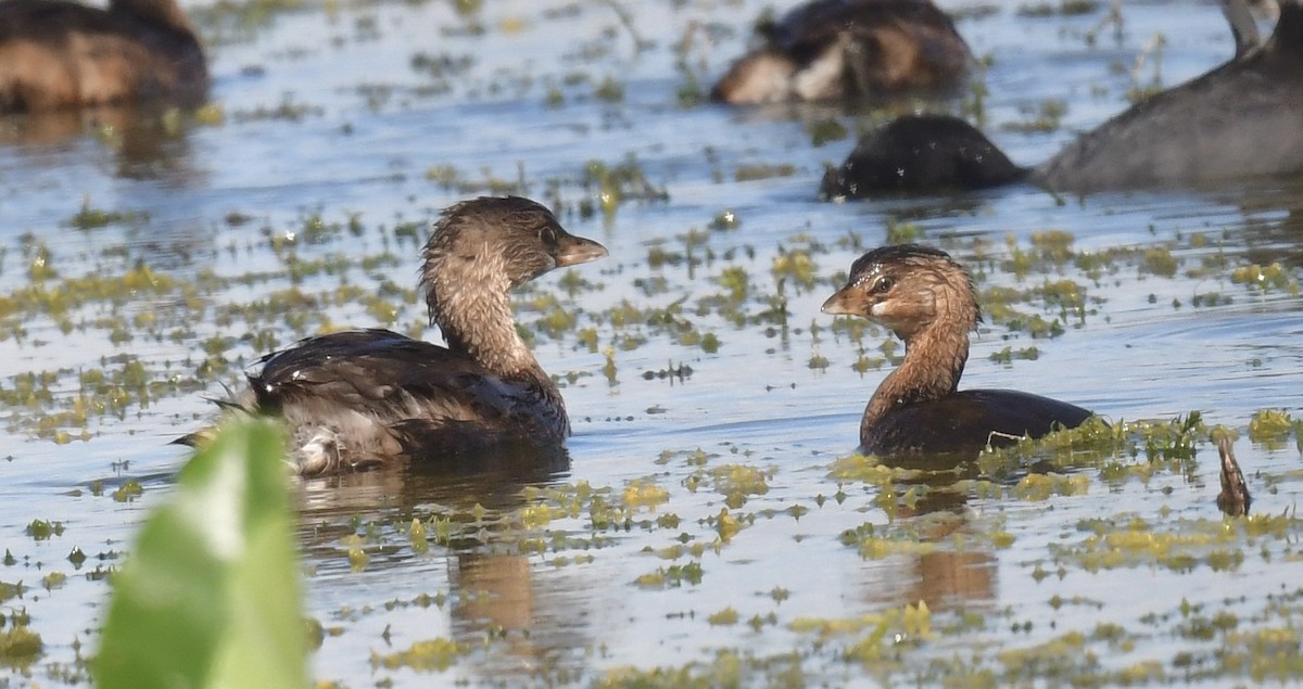 Grèbe à bec bigarré - ML646073663