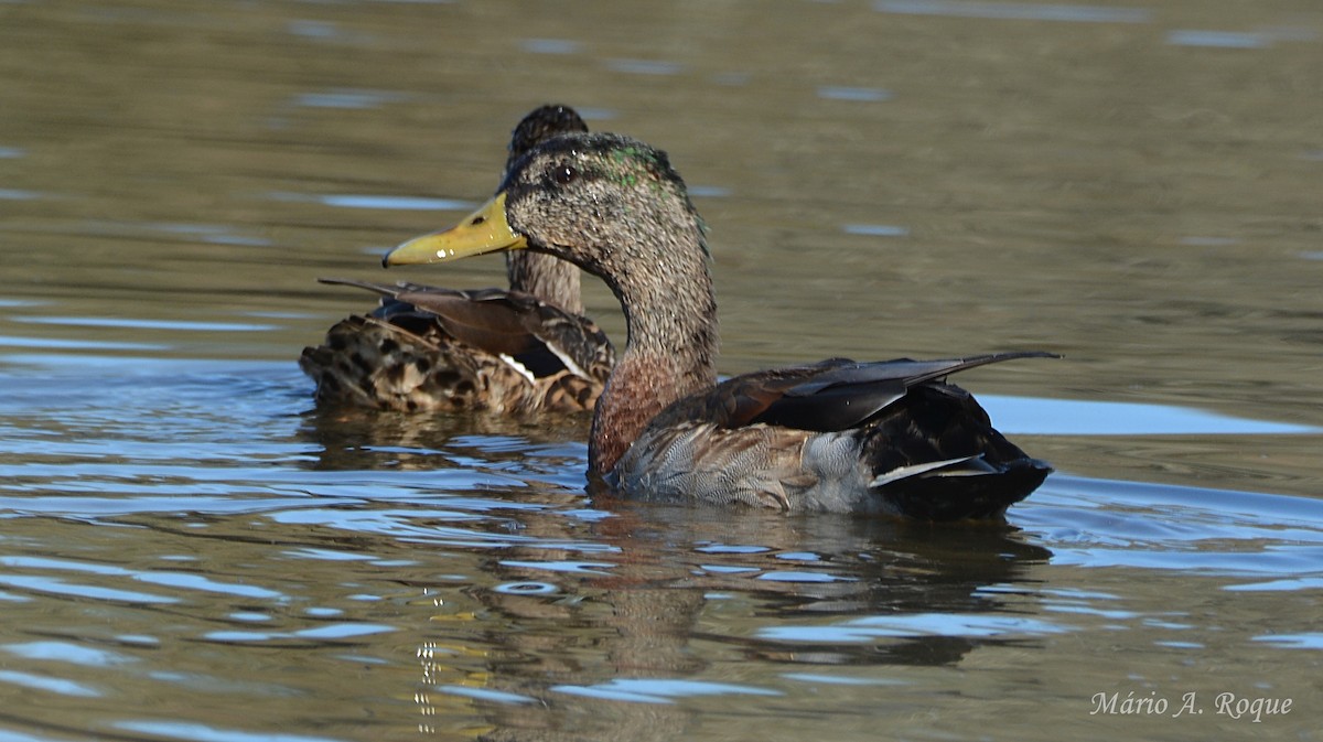 Canard colvert - ML646073666