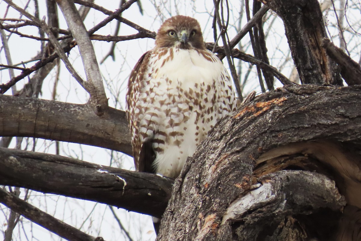 Buse à queue rousse - ML646073667