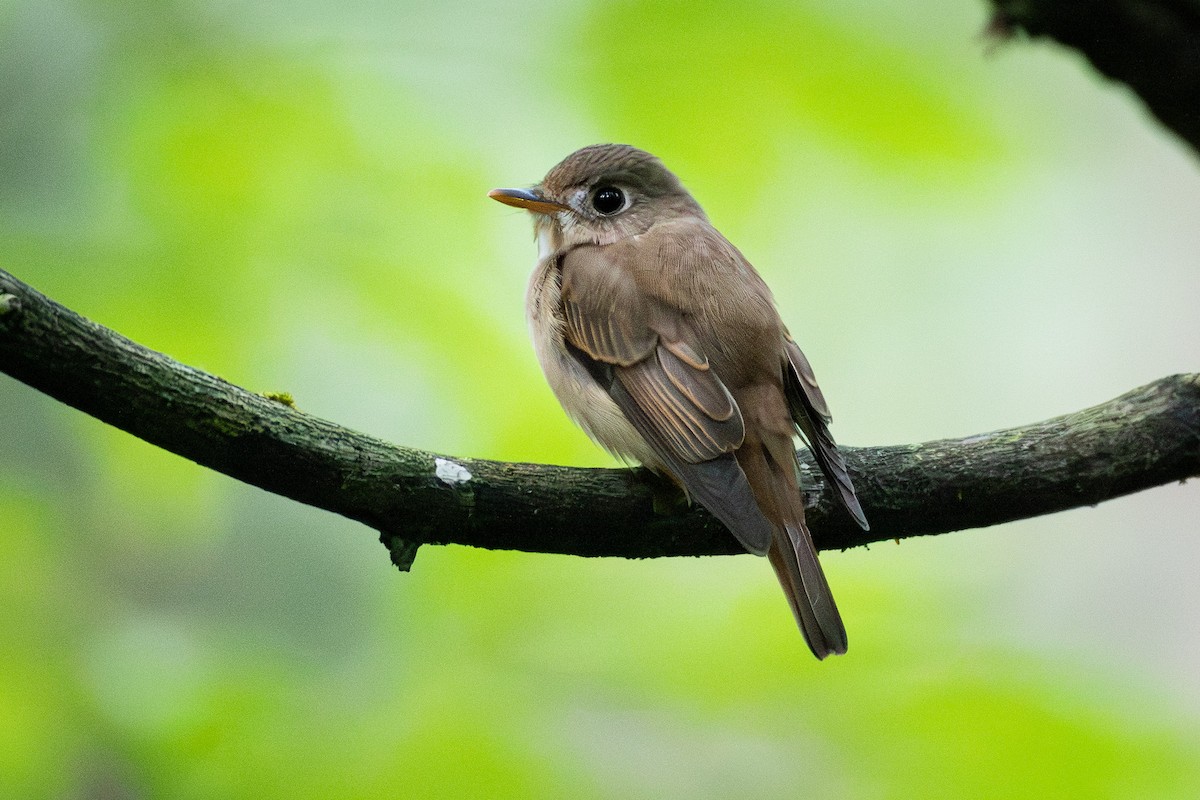 Gobemouche brun - ML646073669