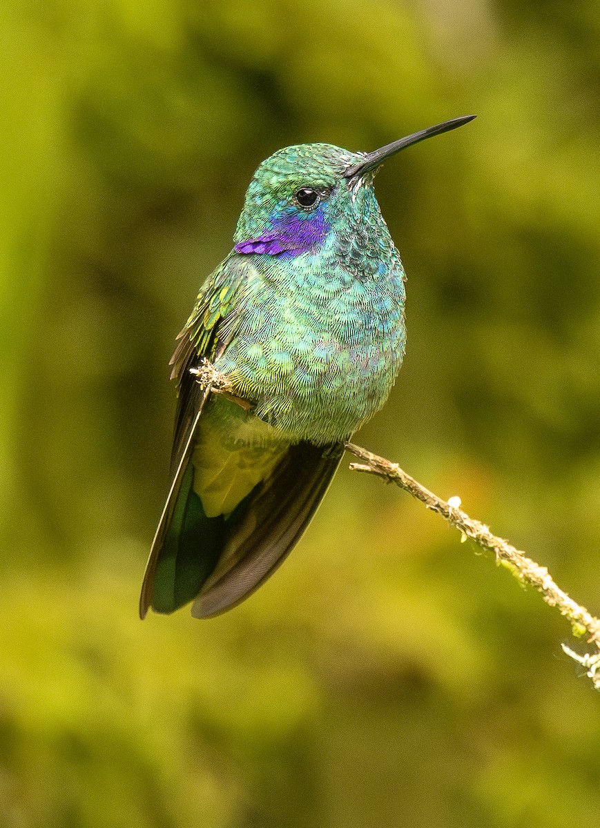 Colibri cyanote - ML646073670