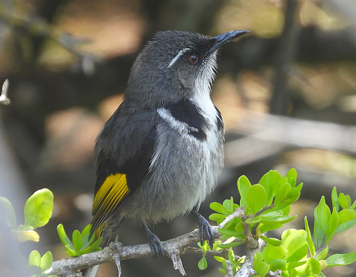 Méliphage à croissants - ML646073671