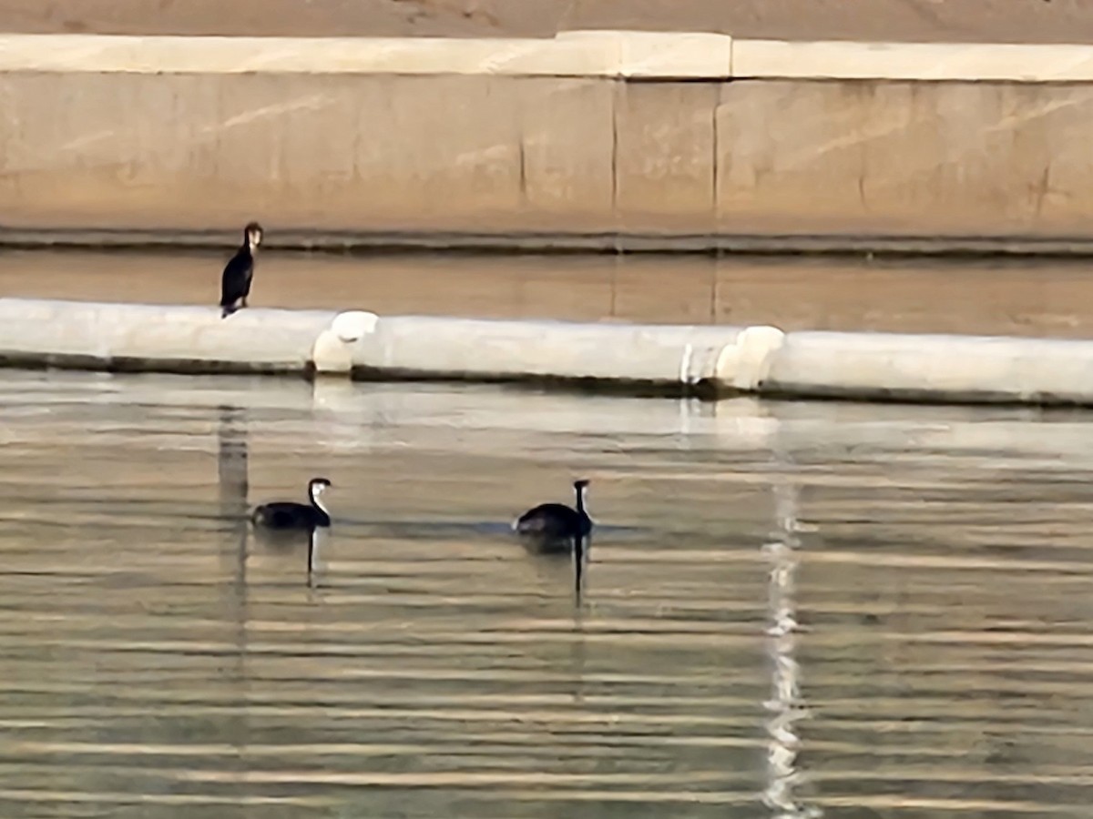 Grèbe élégant - ML646073672