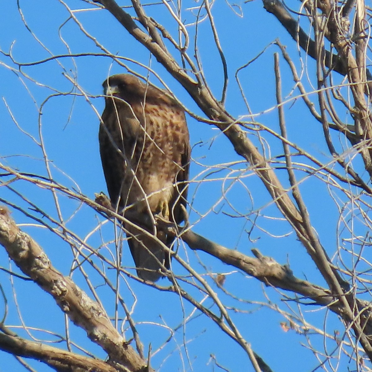 Buse à queue rousse - ML646073674