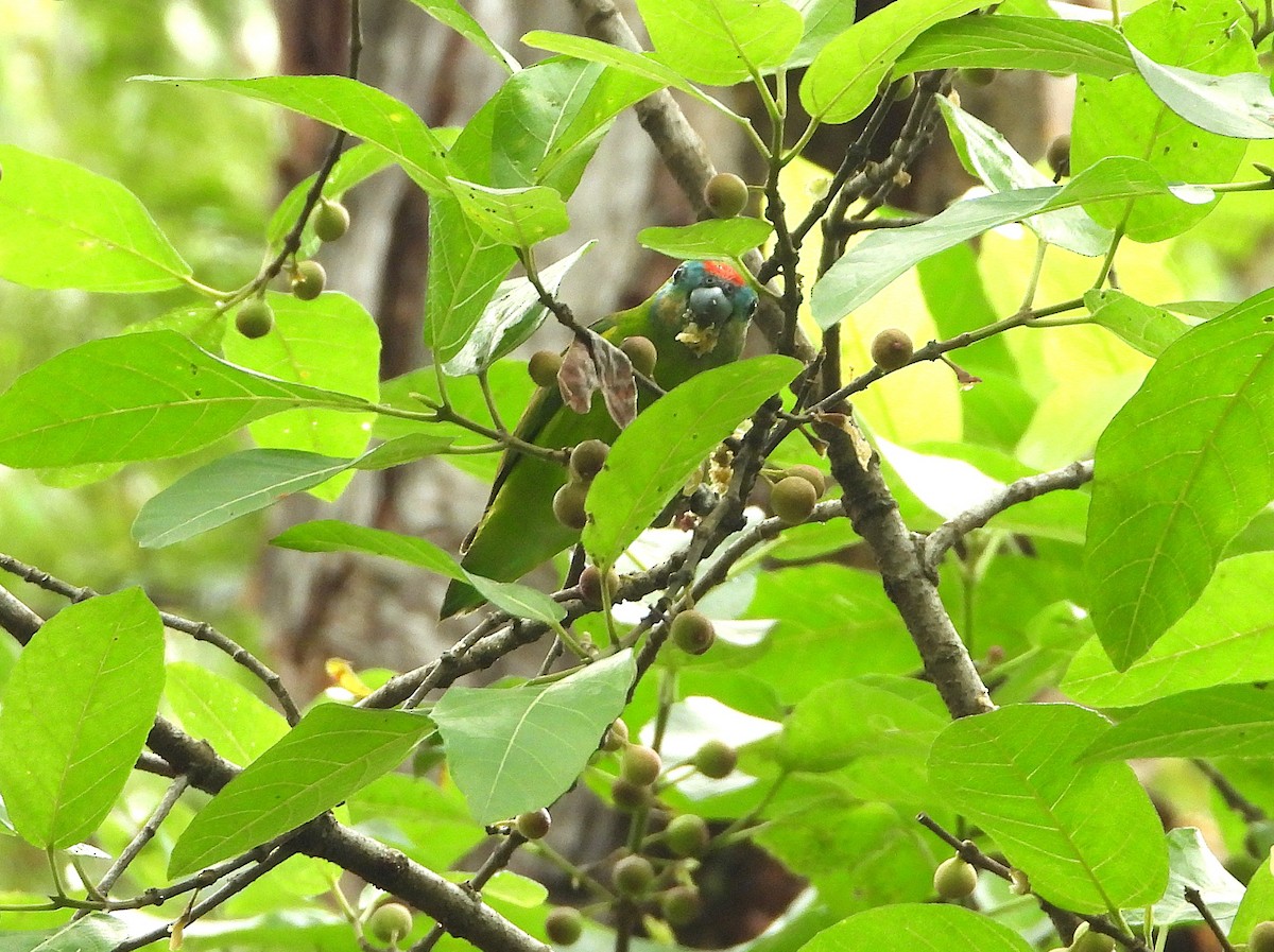 Psittacule double-oeil - ML646073675