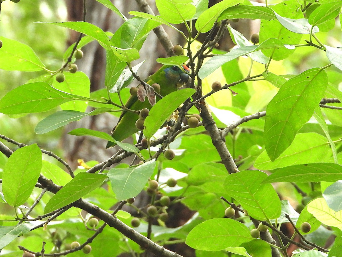 Psittacule double-oeil - ML646073676