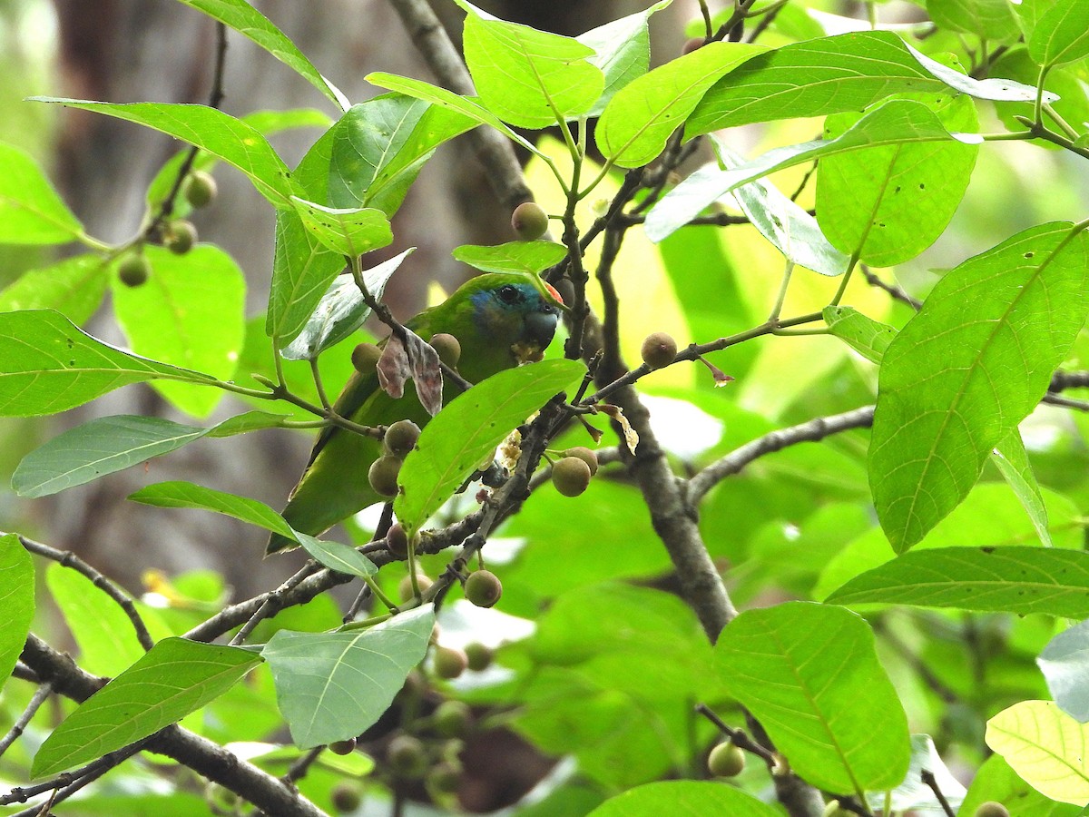 Psittacule double-oeil - ML646073677