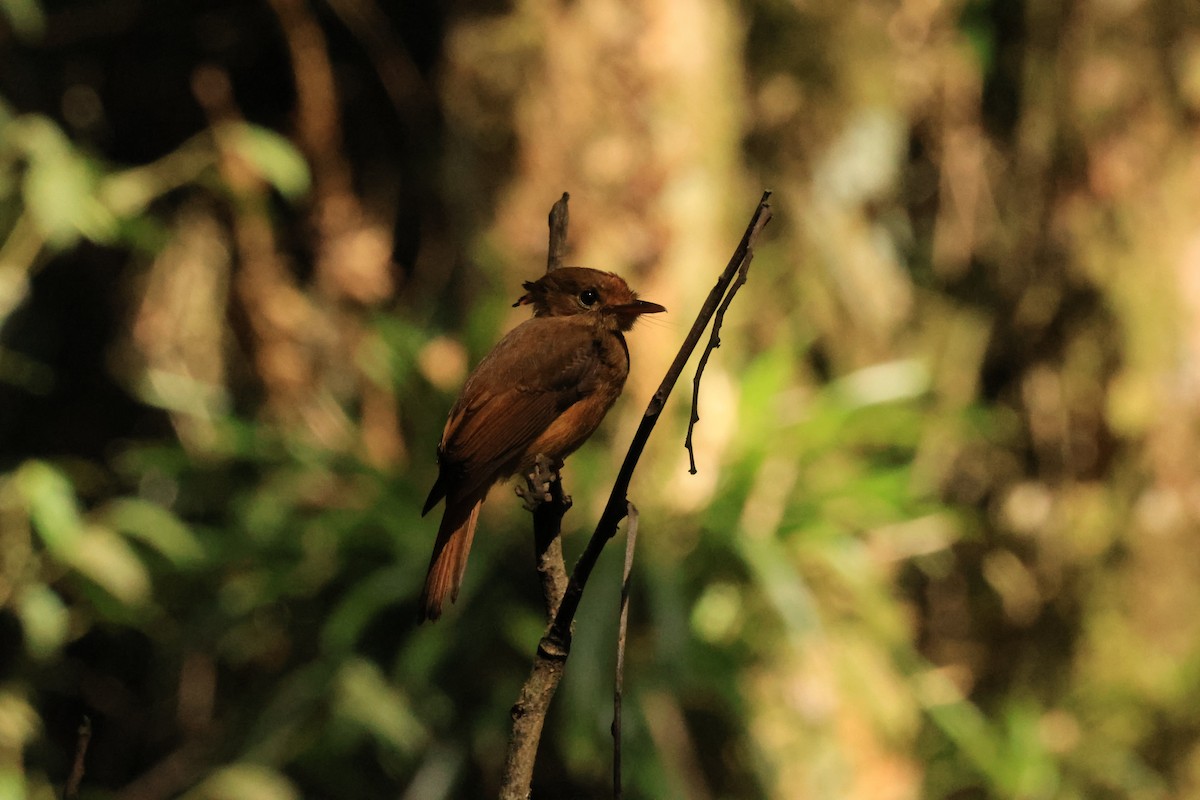 Porte-éventail de Swainson - ML646073678
