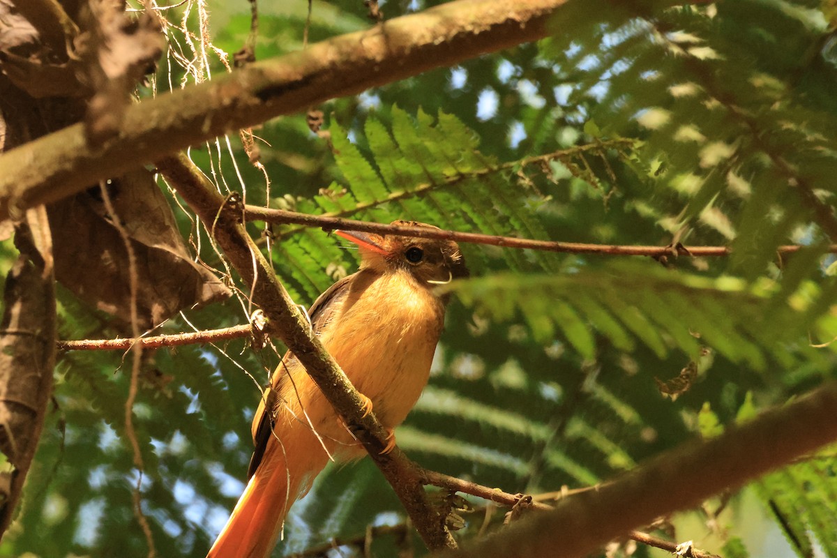 Porte-éventail de Swainson - ML646073679