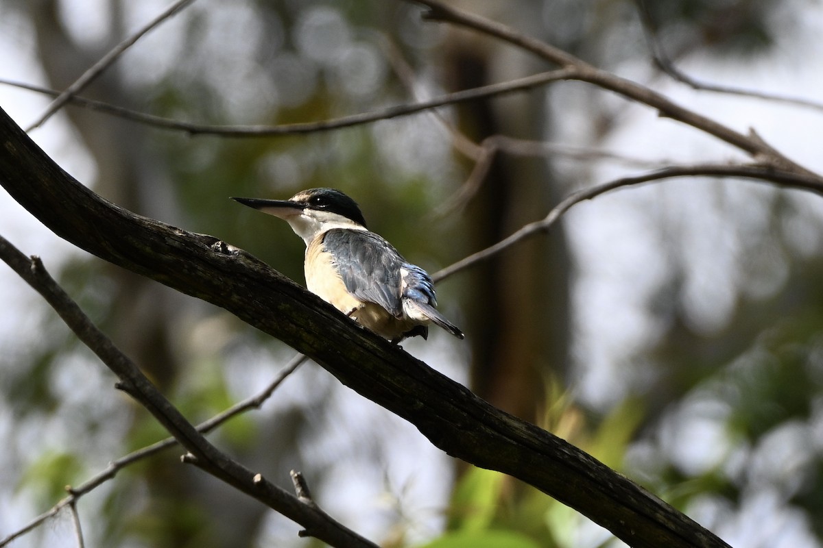 Martin-chasseur sacré - ML646073681