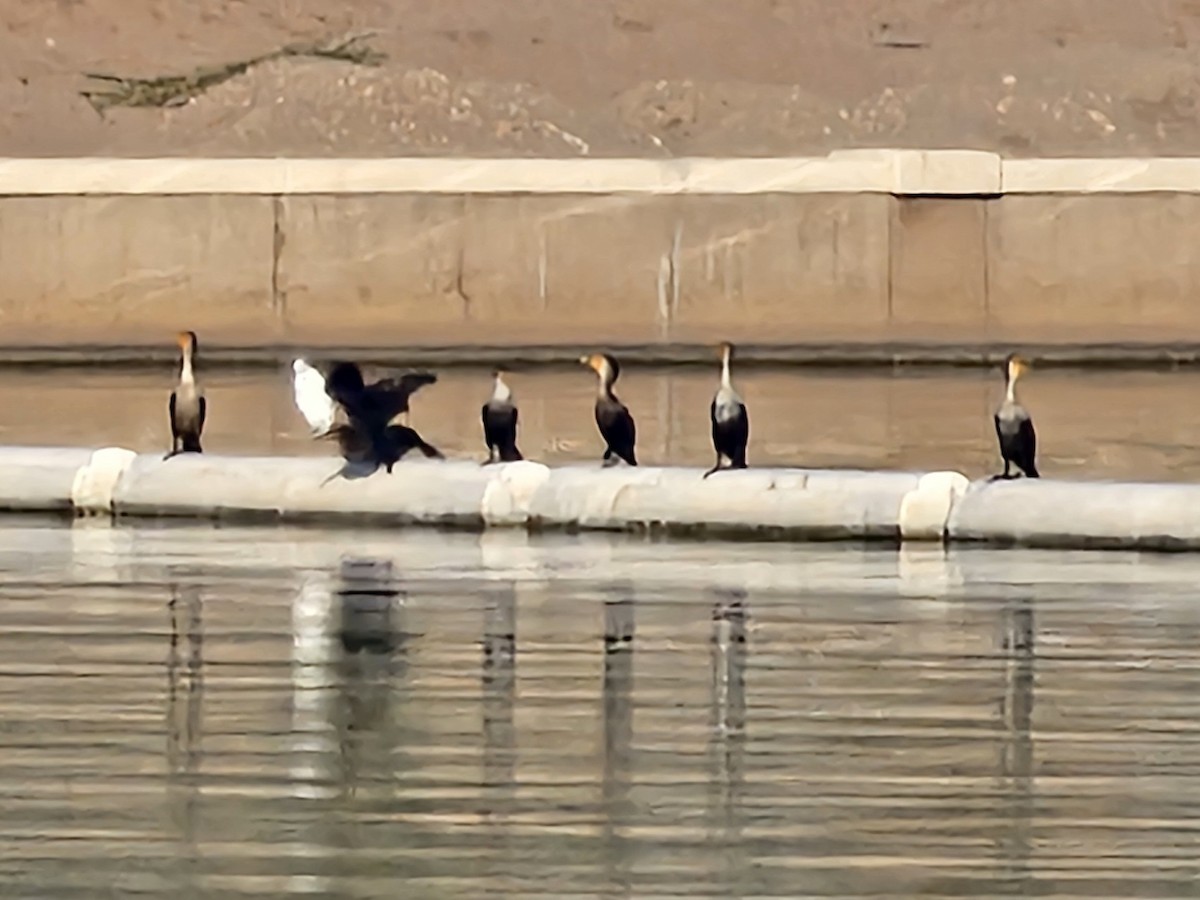 Cormoran à aigrettes - ML646073682