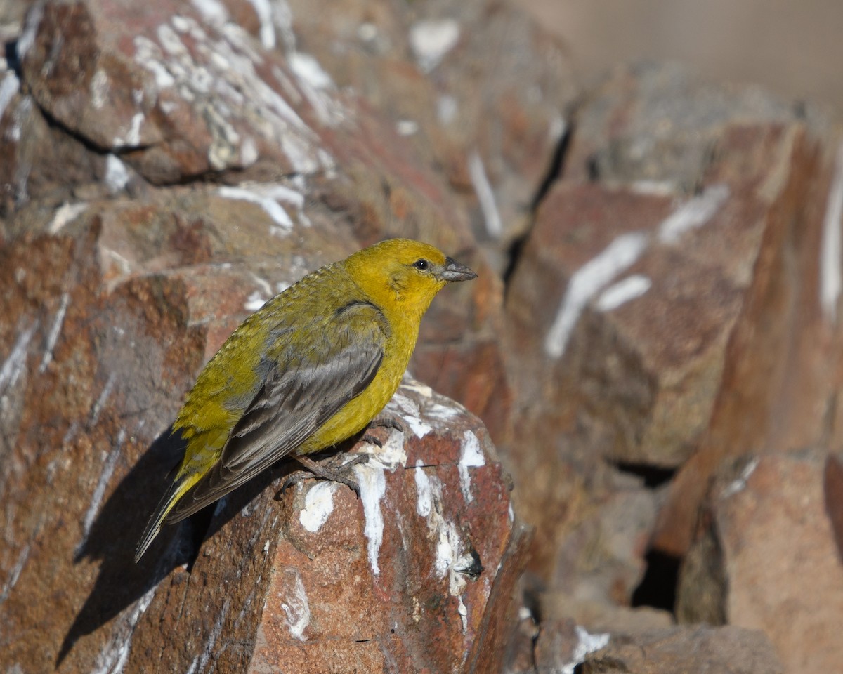 Grand Sicale - ML646073684