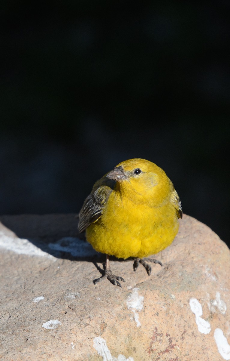 Greater Yellow-Finch - ML646073685