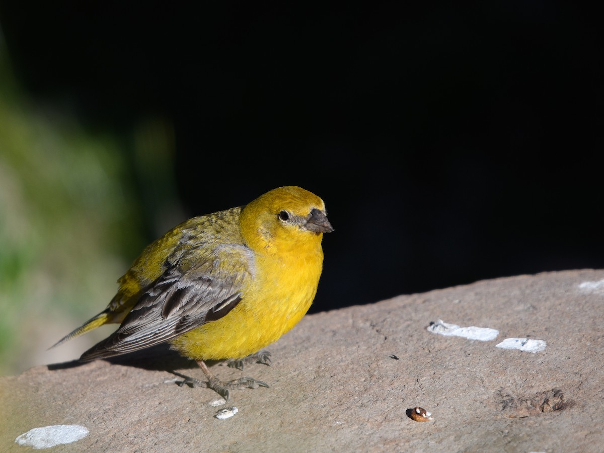 Greater Yellow-Finch - ML646073686