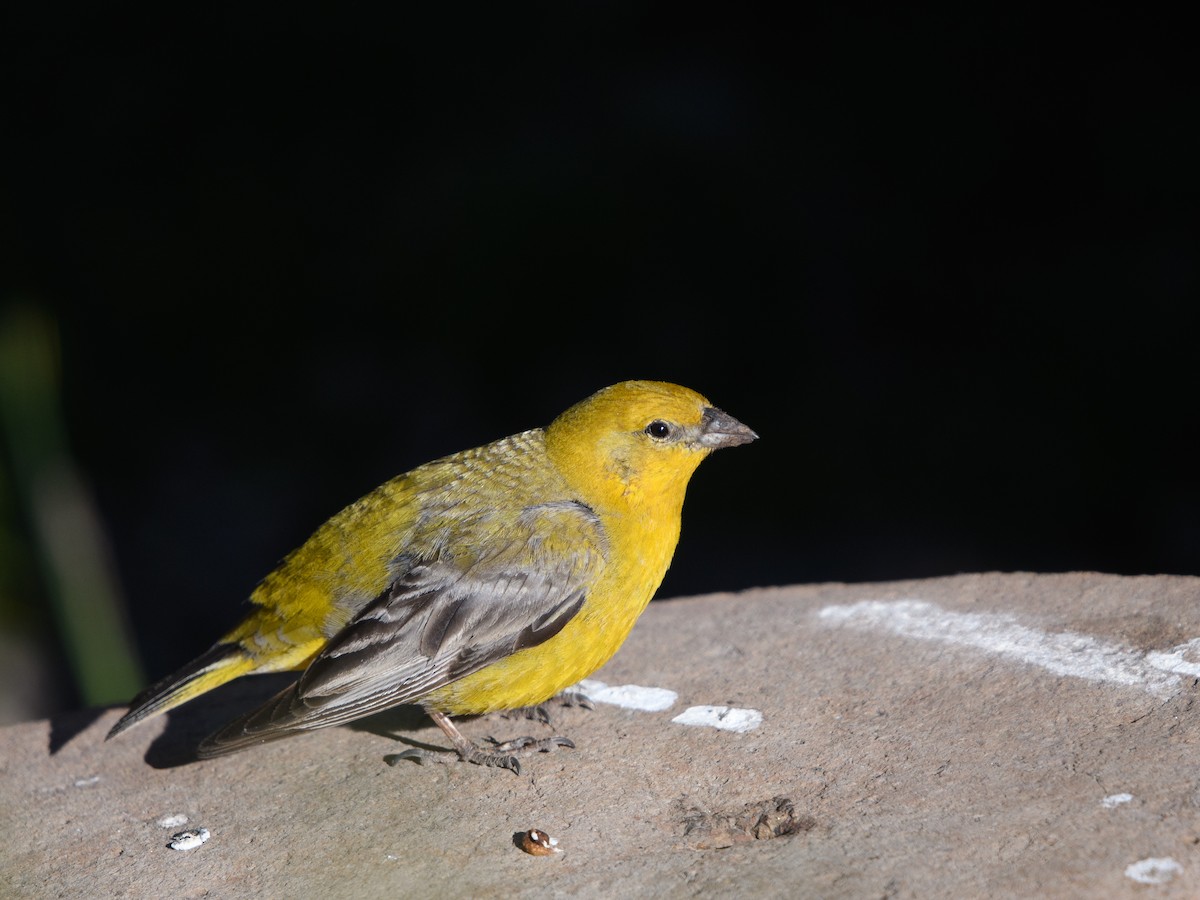 Grand Sicale - ML646073687