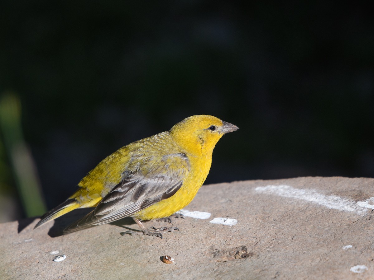 Greater Yellow-Finch - ML646073688