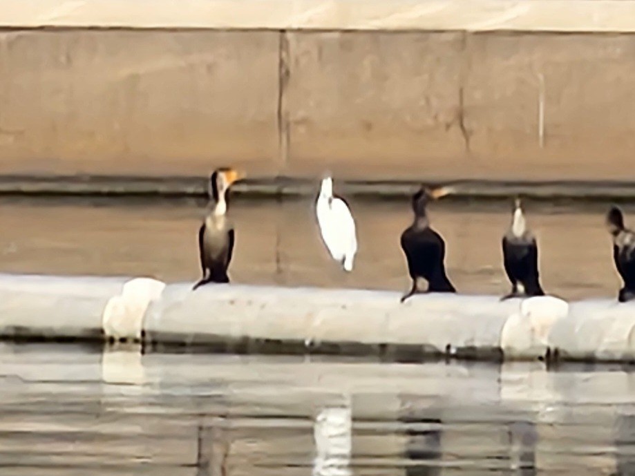 Snowy Egret - ML646073690