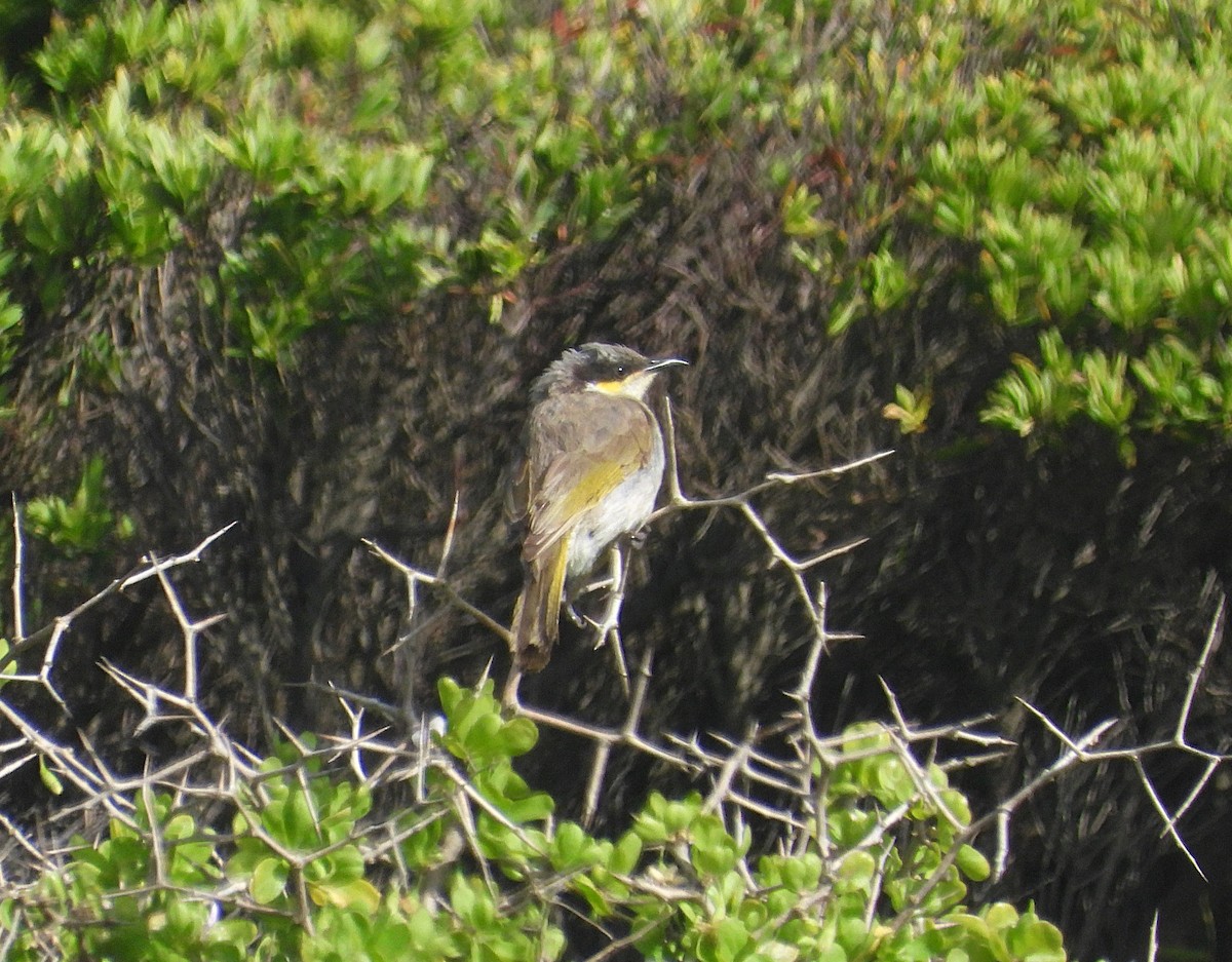 Singing Honeyeater - ML646073694