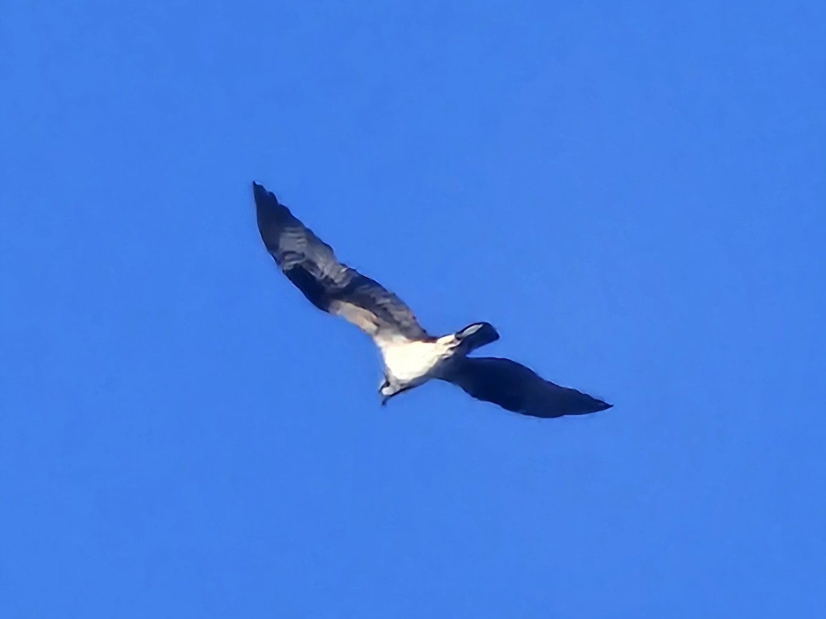 Osprey - ML646073695