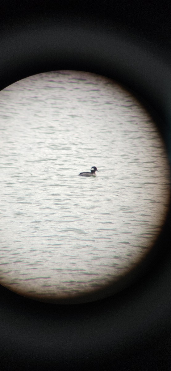 Murgilari buruzuria - ML646073696