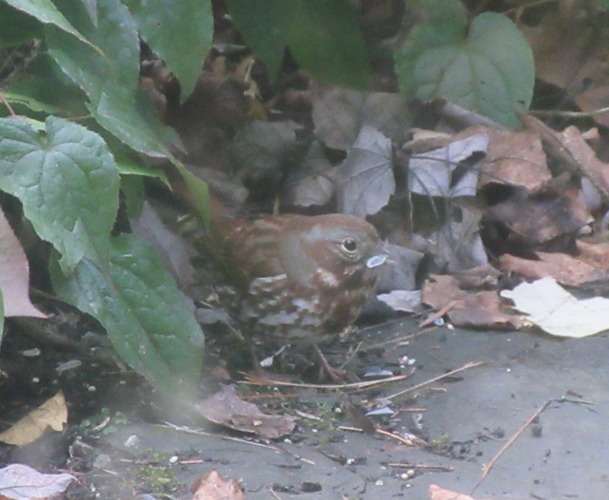 Fox Sparrow (Red) - ML646073701