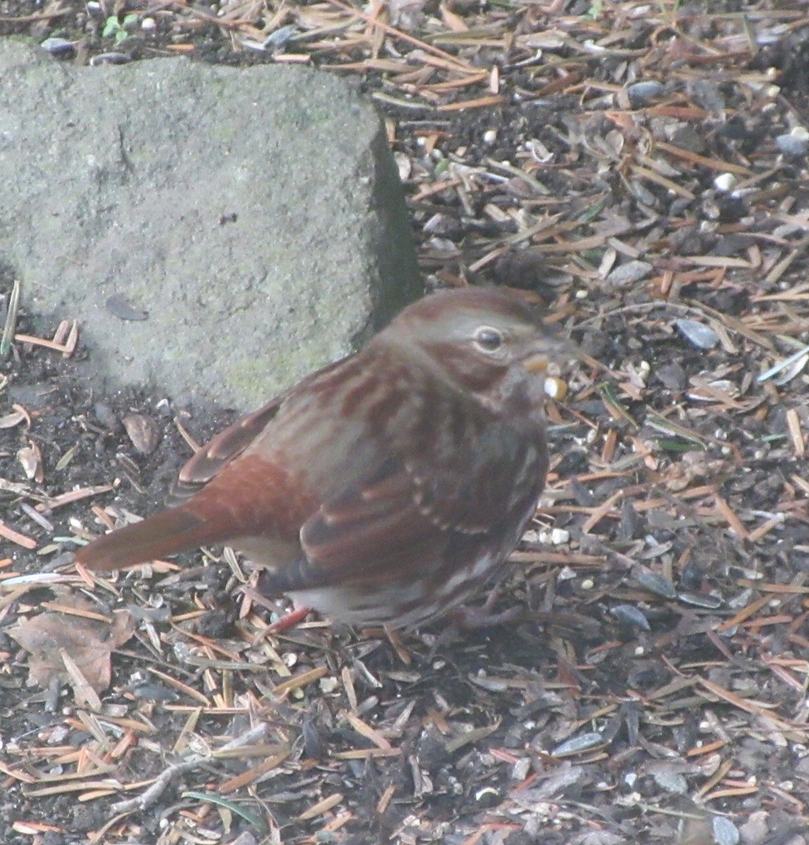 Fox Sparrow (Red) - ML646073702