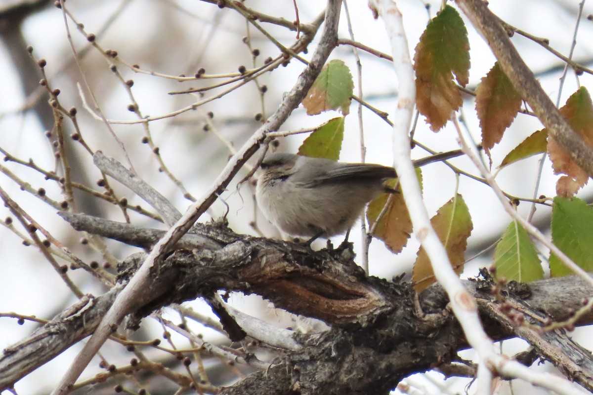 mlynařík americký - ML646073705