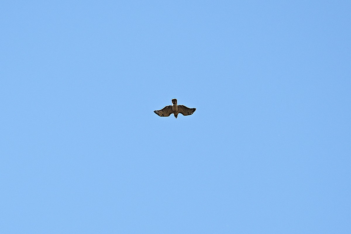 Red-tailed Hawk - ML646073707