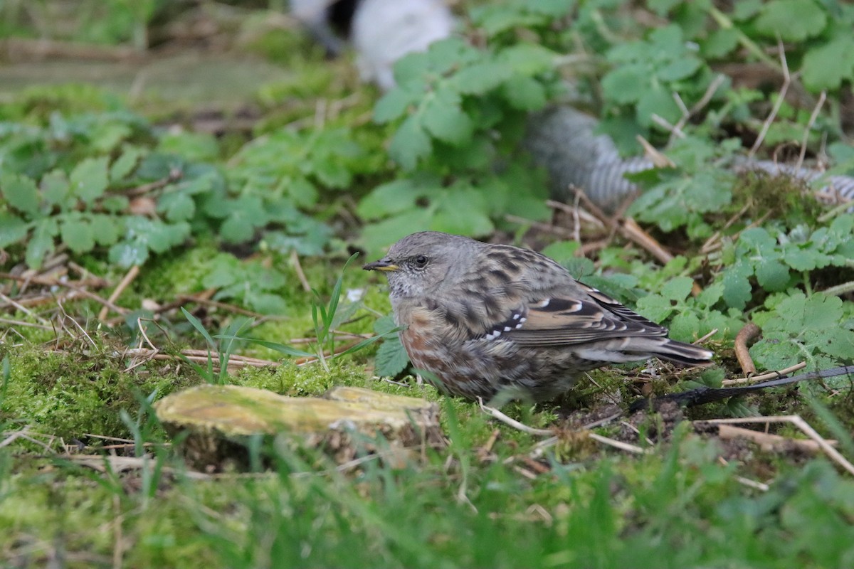 Alpine Accentor - ML646073714
