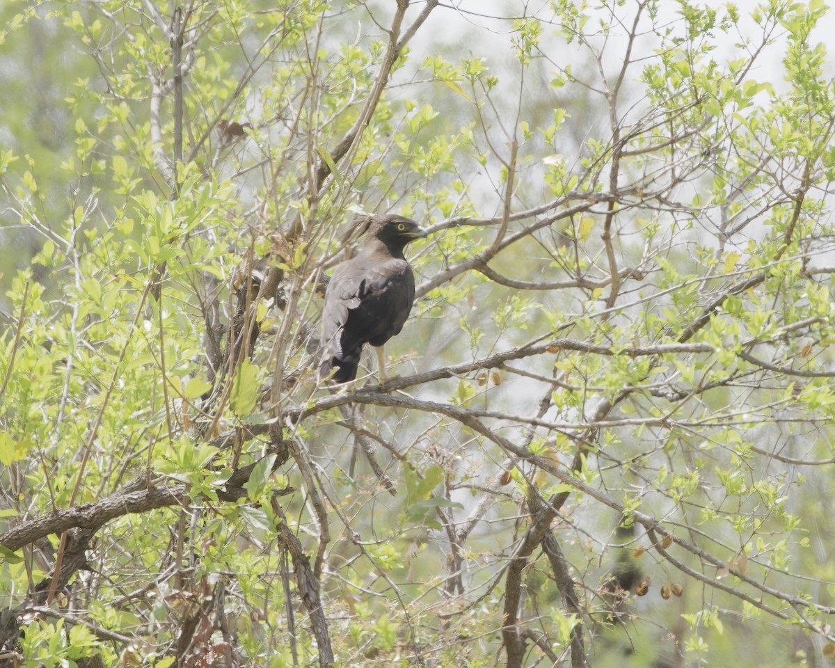 orel chocholatý - ML646073716