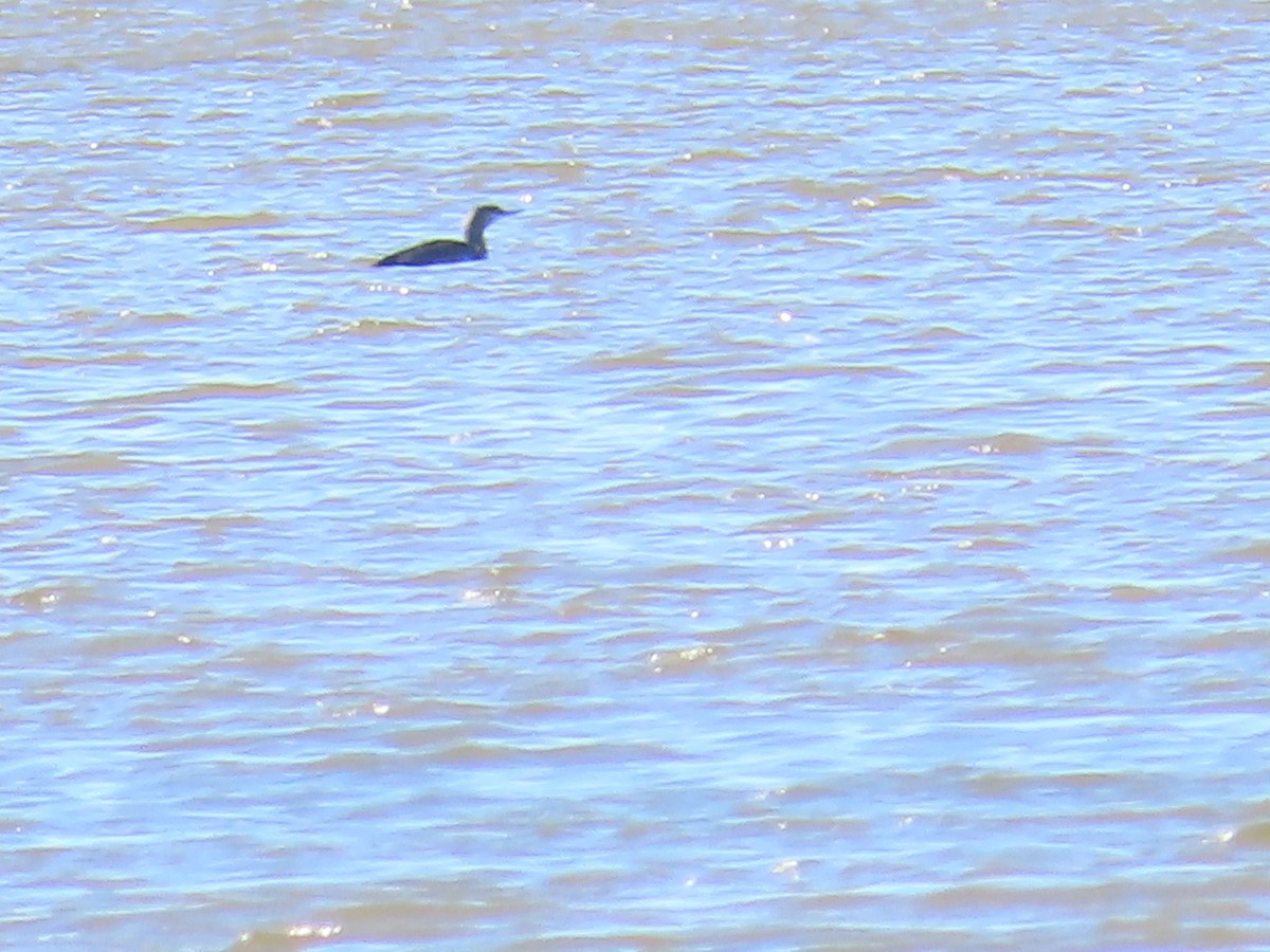 Red-throated Loon - ML646073717