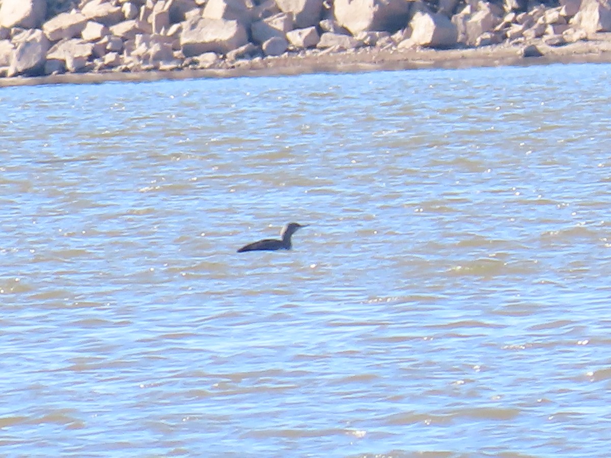 Red-throated Loon - ML646073723