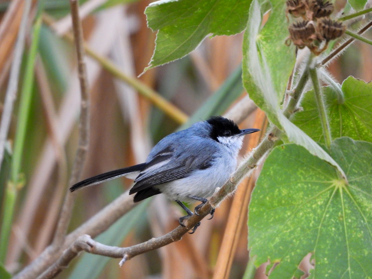Tropical Gnatcatcher - ML646073725